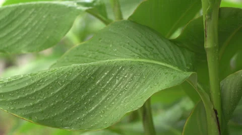 Wet leaf blowing in the wind slow motion Vídeos de archivo 29607239