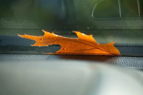 Wet leaf on a car window Stock Photos