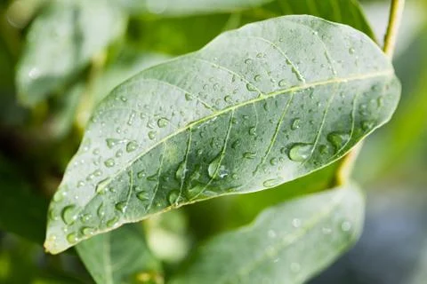 Wet leaf closeup. selective focus Stock Photos