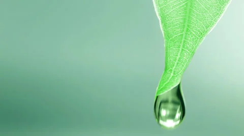 Wet leaf, drops falls Stock Footage 34272887