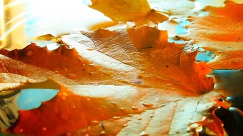 Wet leaf 库存影片 8916328