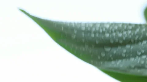 Wet leaf Stock Footage 24686880