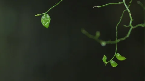 Wet Leaf Stock Footage 96199565
