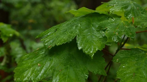 Wet leaf in the forest in 4k Vídeo Stock 129397303
