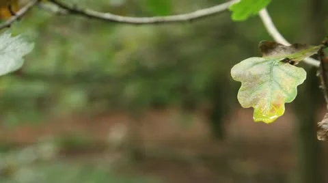 Wet leaf forest background 01 Stock Footage 22432287