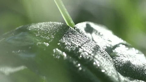 Wet leaf in a forest. Water drops. Slow motion. Nature reserve. Eco-friendly Stock Footage 144055182