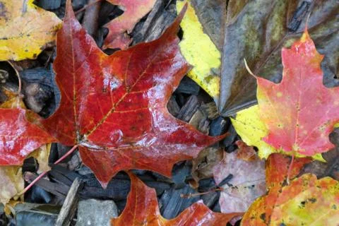 Wet Leaf on Ground Foto stock