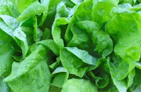 Wet leaf lettuce background Stock Photos