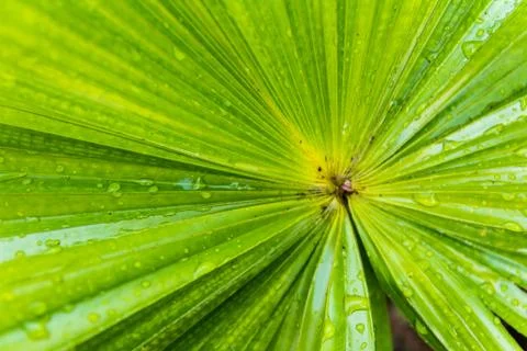 Wet leaf Photos