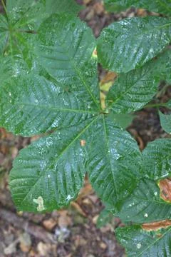 Wet leaf 스톡 사진