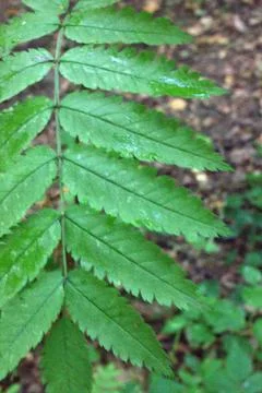 Wet leaf 스톡 사진