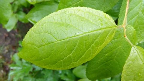Wet Leaf Stock Photos