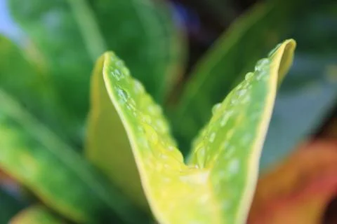 Wet Leaf 库存照片