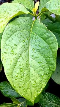 Wet leaf Stock Photos
