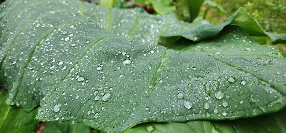 WET LEAF Foto stock