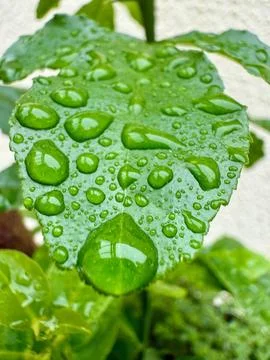 Wet leaf from the rain Stock Photos