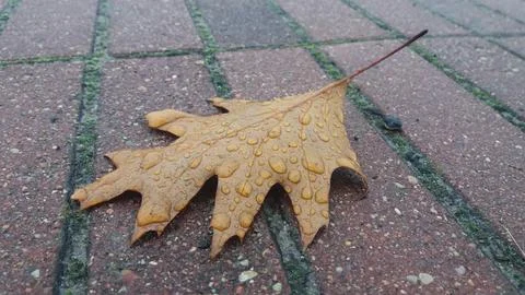 Wet leaf on the road Stock Photos
