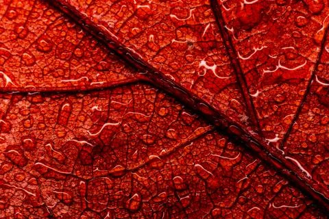 Wet leaf texture macro close up shot Stock Photos