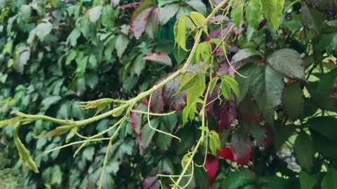 Wet leafage with raindrops. Fall weather with calm rain. Video stock 161152098
