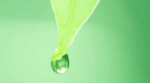 Wet leafs, drop falls Stock Footage 34147439