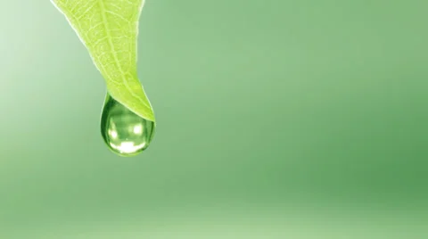 Wet leafs, drop falls Video stock 34221004