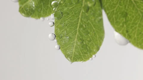 Wet leafs Stock Footage 23850797