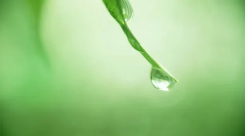 Wet leafs Stock Footage 24644904