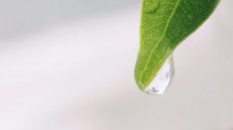 Wet leafs 스톡 동영상 24644973