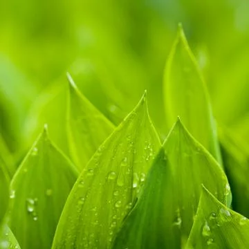 Wet leafs of lilies Stock Photos