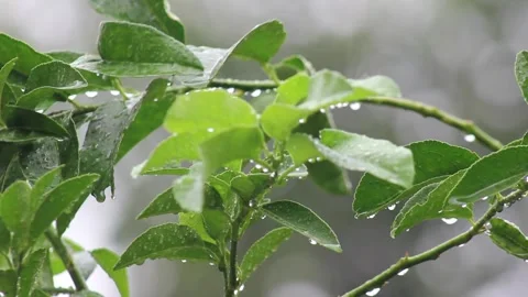 Wet leaves after rain Stock Footage 265948997
