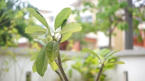 Wet leaves with blurry background Stock Footage 105055302