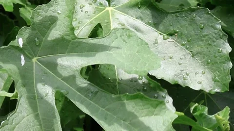 Wet Leaves Dancing with the Wind Video stock 130943680