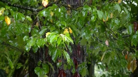 Wet Leaves Stock Footage 12304108
