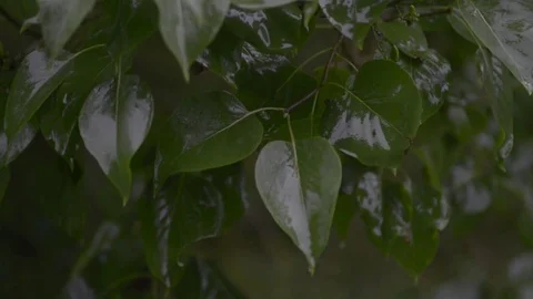 Wet leaves Stock Footage 81478053