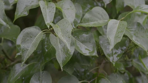 Wet leaves Stock Footage 81478055