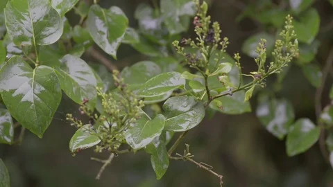 Wet leaves Stock Footage 81502621