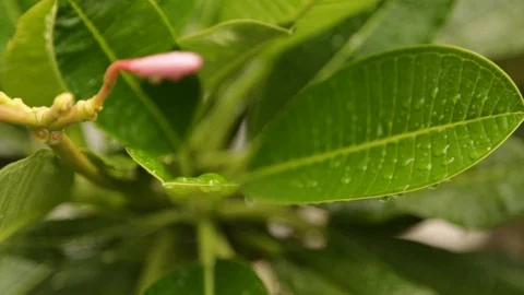 Wet Leaves Stock Footage 104767118