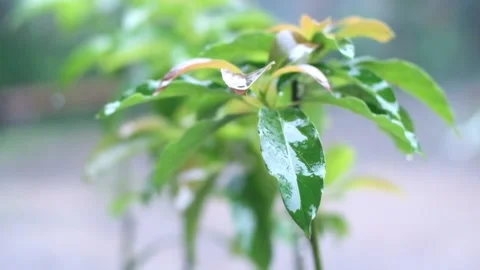 Wet leaves Stock Footage 227705892