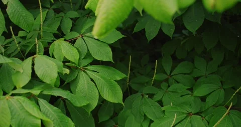 Wet Leaves Stock Footage 329131632