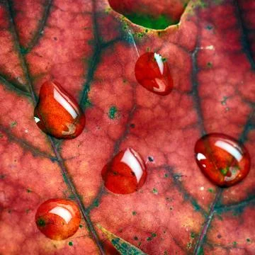 Wet leaves  of maple Stock Photos