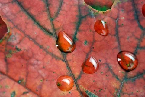 Wet leaves  of maple Stock Photos