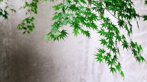Wet leaves of morning dew ,background is wall Stock Footage