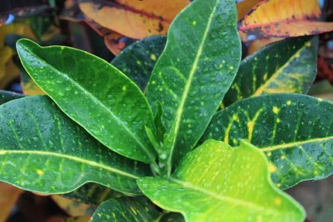 Wet Leaves 库存照片