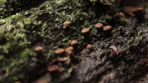 Wet leaves in rainforest Stock Footage 77129471