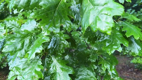 Wet leaves of red oak on branches at rainy morning Stock Footage 342277229