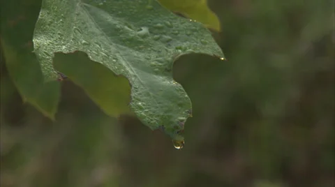 Wet leaves with sunlight in forest 库存影片 36473252