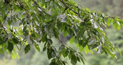 Wet leaves on a tree during rainfall Видео 226806583