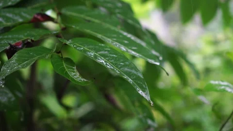 Wet leaves when it rains Stock Footage 263833780