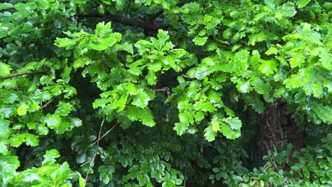 Wet leaves of white oak on branches at rainy morning Stock Footage 342277192