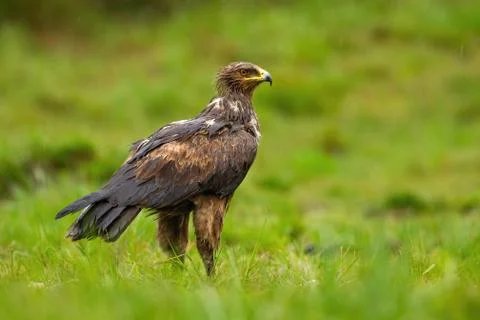 Wet lesser spotted eagle observing in rain from rear view Stock Photos